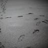 Ash_Footprints