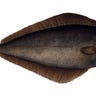 Atlantic_halibut