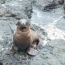 Baby_Sea_Lion_Frown_on_Outh_Plaza_Island