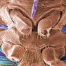 Bed_bug_up_close