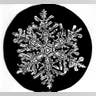 Bentley's Snowflakes