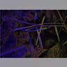 13. Brine Shrimp
