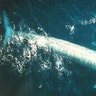 Blue_Whale