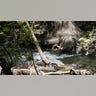 Boerne_Riparian_Forest
