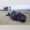 Brazil_Beached_Dolphi_Vros__1_