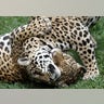 Brazil_Cloning_Wild