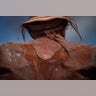 Brazil_Cowboy_Photo_E_Garc_12_