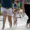 Brazil_Dog_Olympics__20_