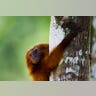 Brazil_Golden_Monkeys_8