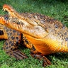 Bright_Orange_Crocodile