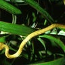 Brown tree snake - Boiga irregularis