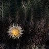 Cactus_endangered__11_