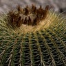Cactus_endangered__3_