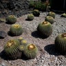 Cactus_endangered__4_