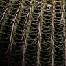 Cactus_endangered__5_