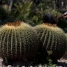Cactus_endangered__8_