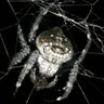 Darwin's Bark Spider