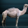 Western Camel