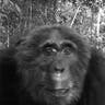 Candid_Camera___Chimpanzee