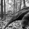 Candid_Camera___Giant_Anteater