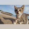 Cat_Island_30