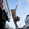Cat_Island_33