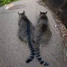 Cat_Island_36