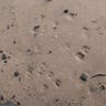 Cat_Island_38