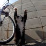Cat_Island_411
