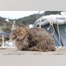 Cat_Island_43