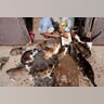 Cat_Island_44
