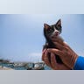 Cat_Island_46