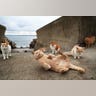 Cat_Island_47