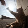Cat_Island_49