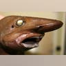 Catshark
