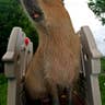 Capybara
