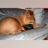 Curl Up With a Capybara