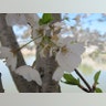 Cherry_Blossom_14