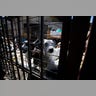 Chile_Dalmatian_Man_Vros__3_