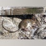 Chile_Penguins_vs_Rat_3