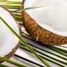 Coconut_web