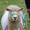 Colombia_Soccer_Sheep__1_