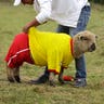 Colombia_Soccer_Sheep__6_