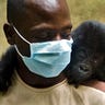 Congo_Gorillas_3