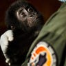 Congo_Gorillas_4