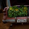 Cuba_Flower_Vendor__5_