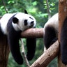 Pandas