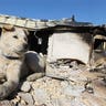 South Korean Dog Sits On Rubble