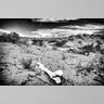 Dakar_Filter__41_