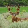 DeerBuck